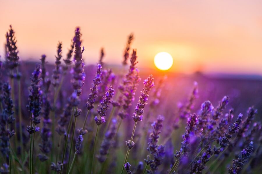 Linalool – Das blumige Terpen mit beruhigender Wirkung